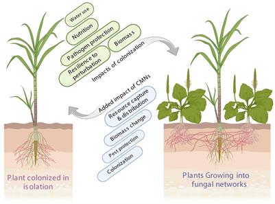 Common mycorrhizal network: the predominant socialist and capitalist responses of possible plant–plant and plant–microbe interactions for sustainable agriculture